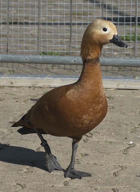 观赛趣味性