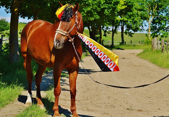 的公牛队加 的公牛队加